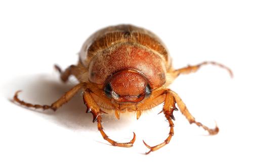 Amphimallon majale
